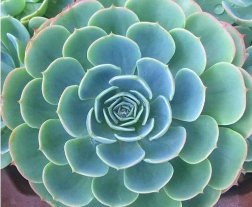 银屑病患者日常饮食可以吃哪些食物