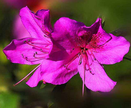 得了面部黄褐斑要怎么做