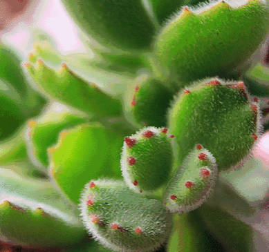 形成黄褐斑的原因是什么