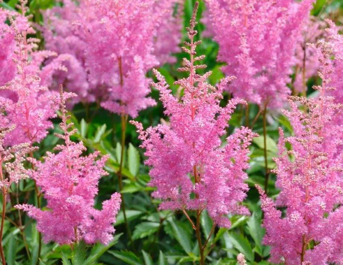 湿疹出现的原因都是什么