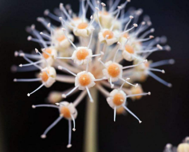 过敏性皮炎有什么致病因素