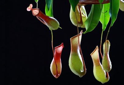 什么是过敏性皮炎