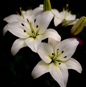 酒糟鼻的预防措施有哪些