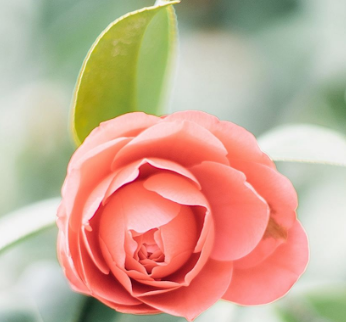 怎么鉴别神经性皮炎